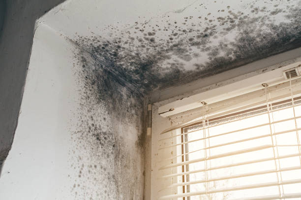 Affordable Commercial Mold Remediation solutions in Keenesburg, CO